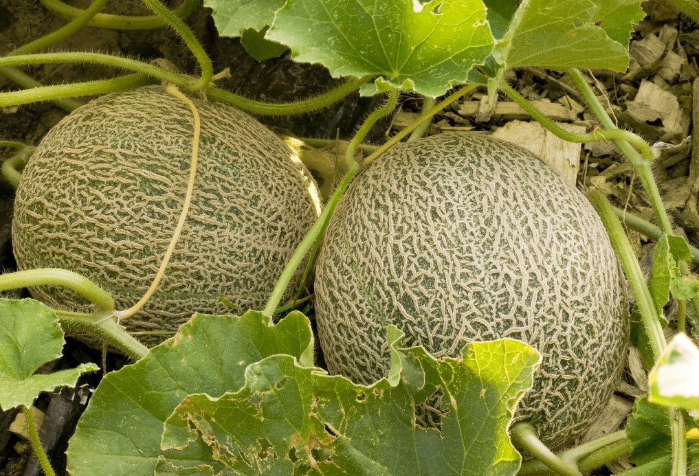Producción de alimento local